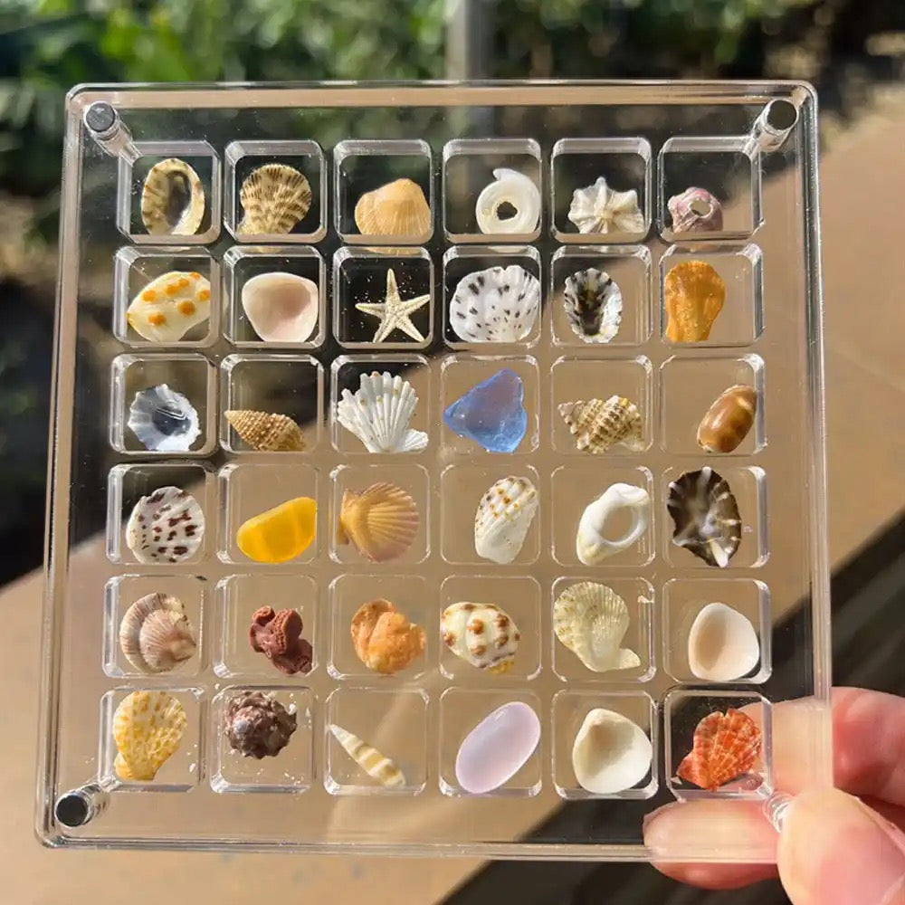 Sea Shell Display Case